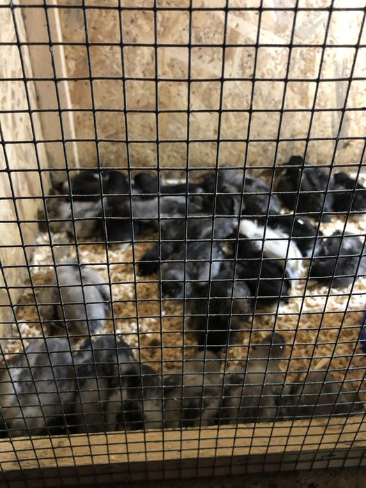 Familie gaini australorp