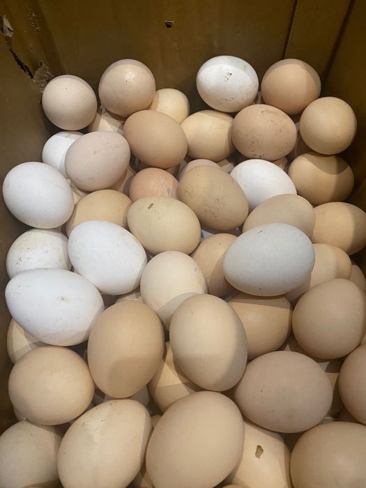 Продаю домашние яйца.