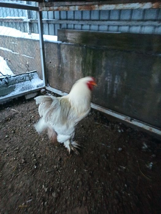 Продам бройлер  петух