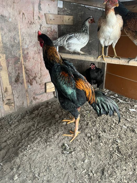 Дакан бойцовый петух