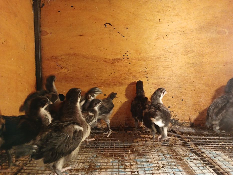 Австралоп бакапандары сатлады.