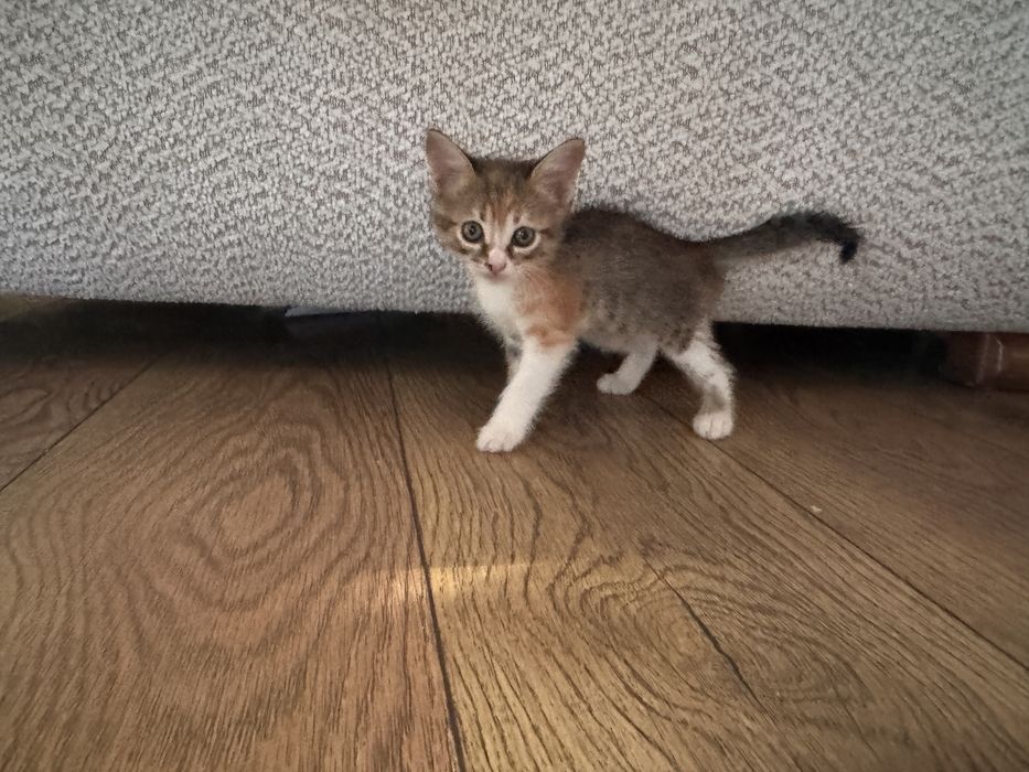 Котята в хорошие руки!