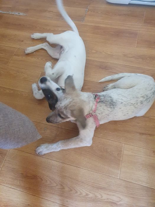 Отдам в хорошие руки