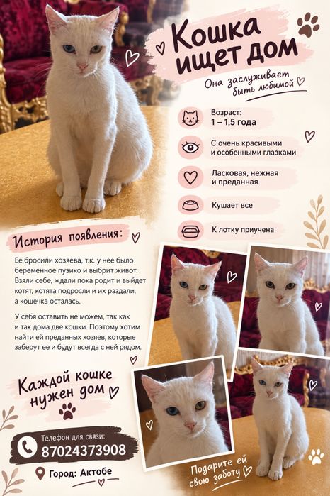 Кошечка в добрые руки