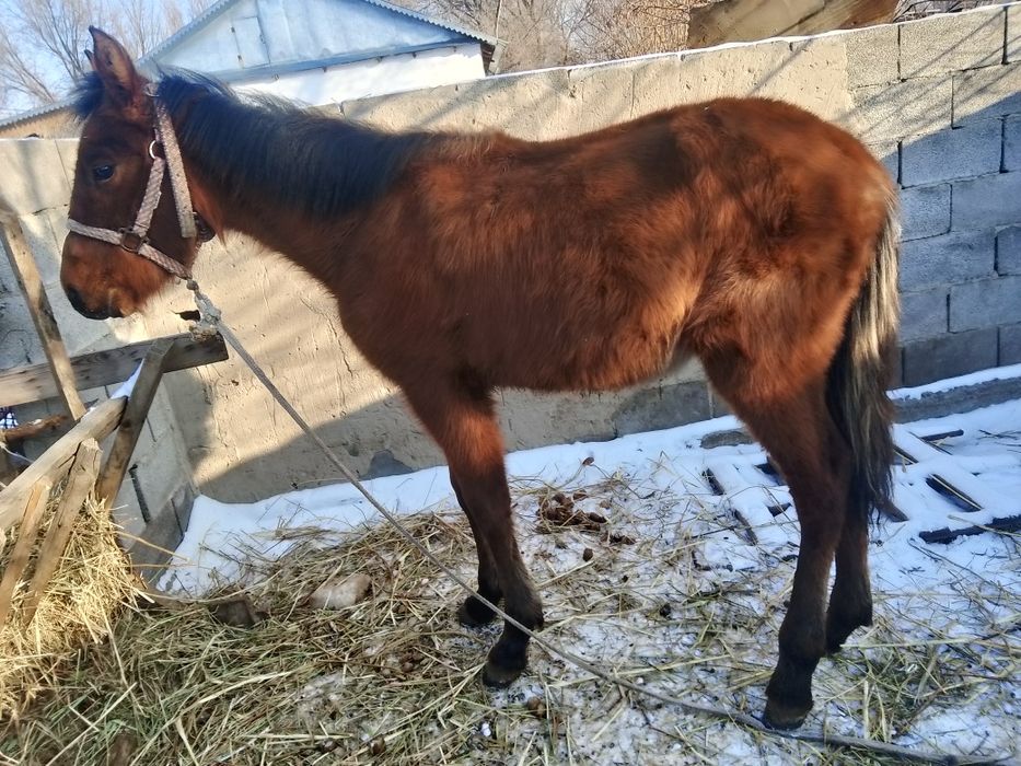 Еркек жорга жабагы