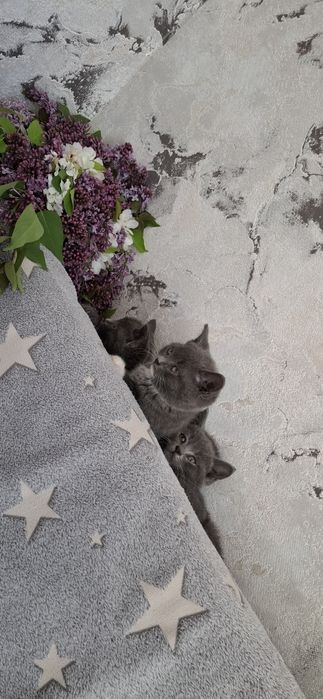 Британские короткошерстные котята