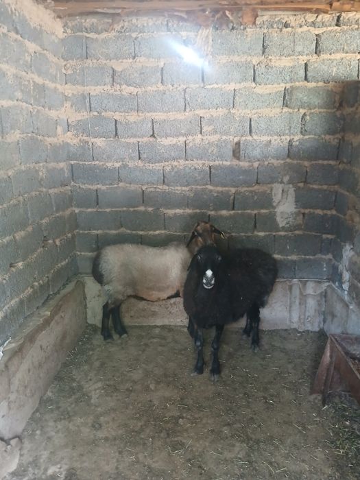 Семіз қойлар тез арада