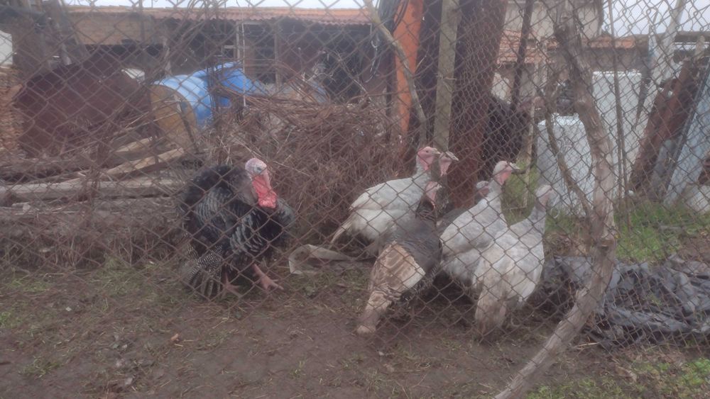 Пуйки пуяк и петли.