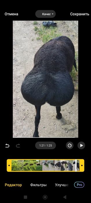 Қўчкарлар ,Бараны!!!