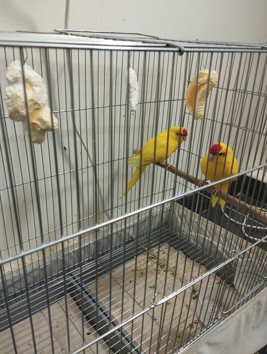 New zilandiya va karola to'tilari