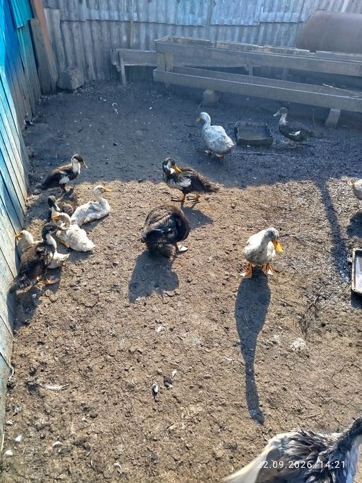 Продам уток домашних