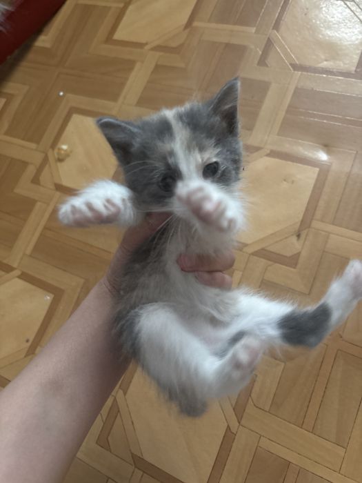 Отдам котенка бесплатно. Кушает, приучен в лотку