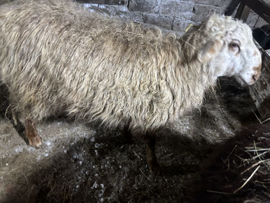 Еркек тоқтылар сатылды.