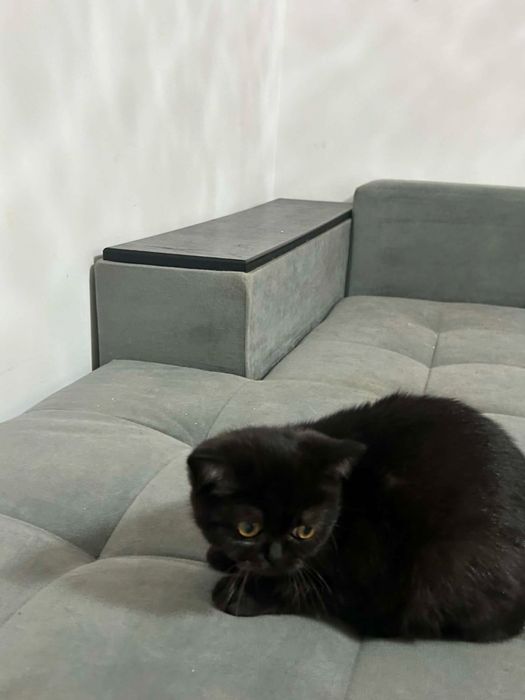 Шотландска котка