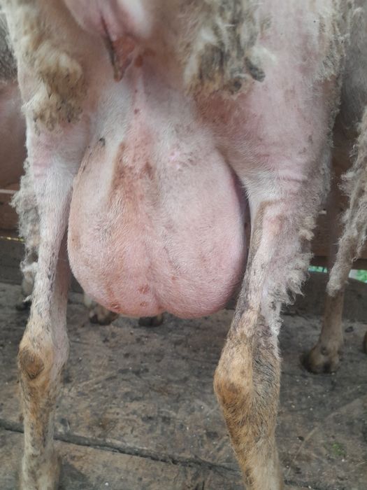 Oi lacune disponibile bune de lapte