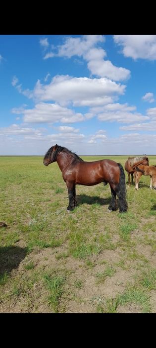 Жеребец полу тяжаловоз
