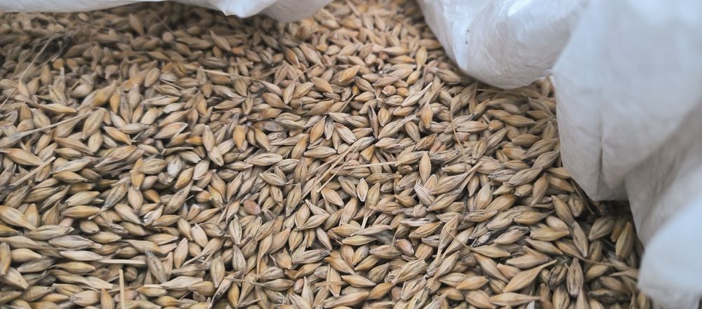 Ечемик  пшеница 2025