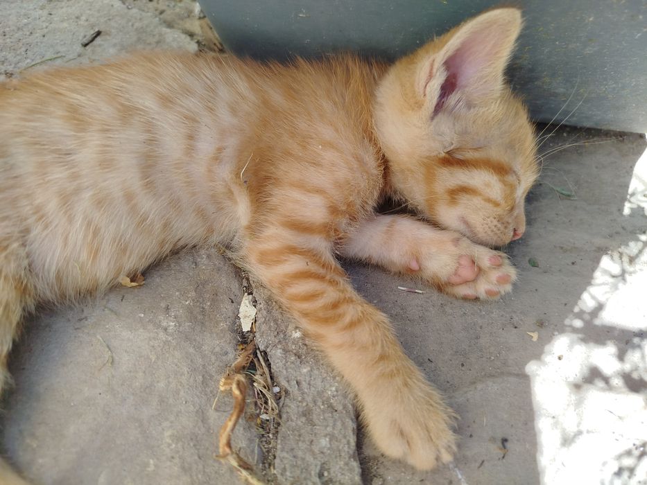 Малки котета търсят дом