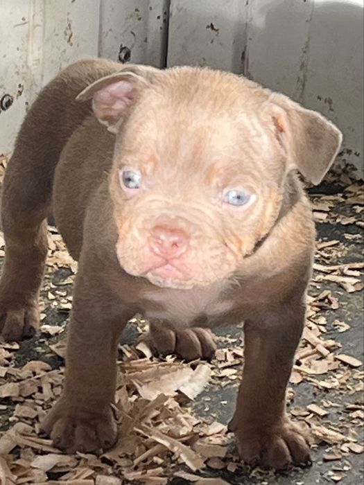 Щенки американский  булли