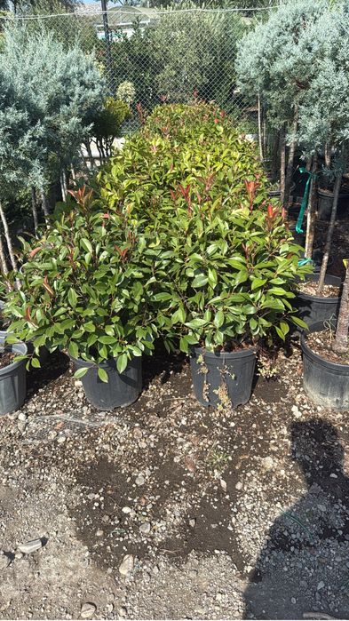 Diverse plante ornsmentale