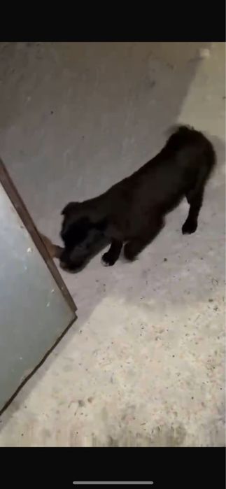 Отдам бесплатно щенят