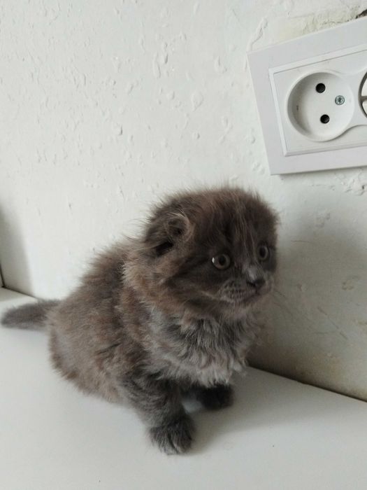шотландский вислоухий котенок