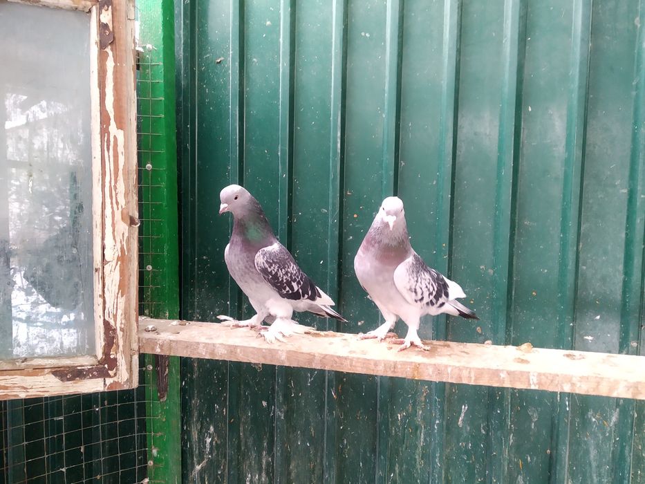 Голуби породы Такла