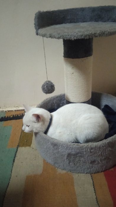 Oq mushuk orgatilgan