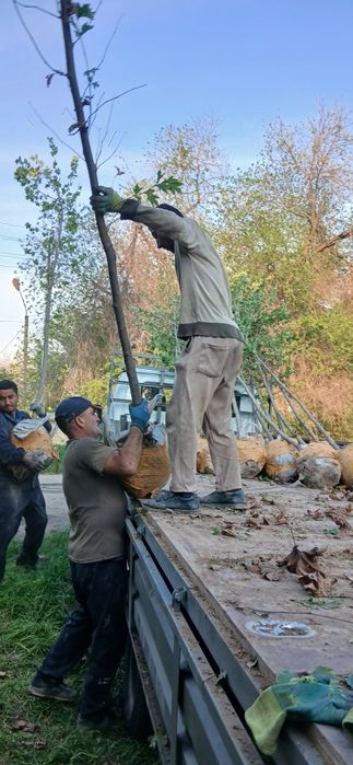 Chinor bor Toshkent da