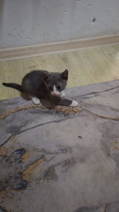Отдам котят в хорошие руки