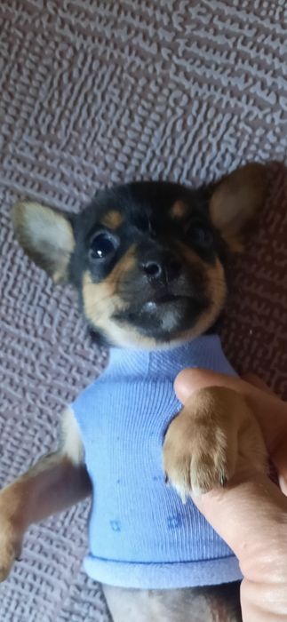 Продам мини той - терьера