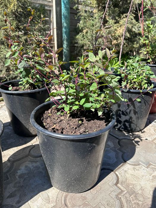 Саженцы---цветы.