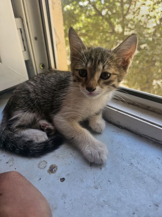 Ayollar mushuklarini yalash forumi