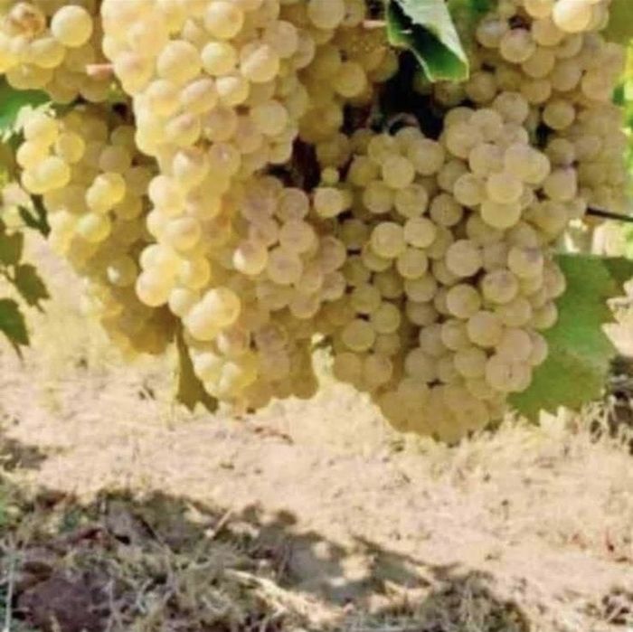 Vand struguri de vin