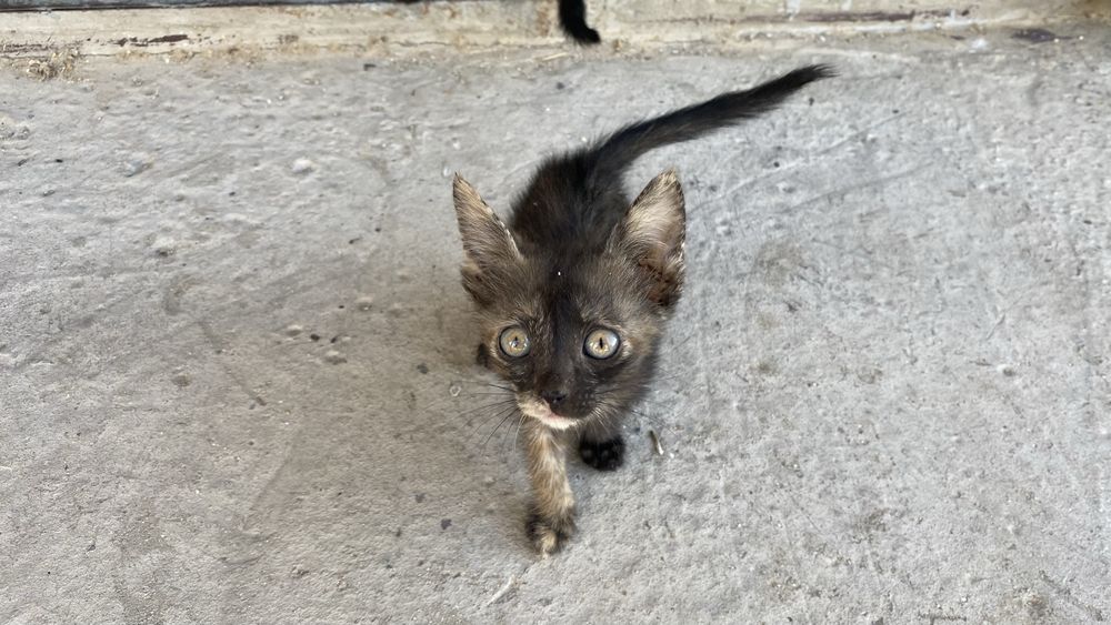 Мысық, марғау, кот, котенок, кошки
