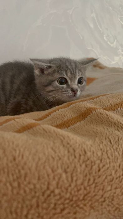 Кошка британский