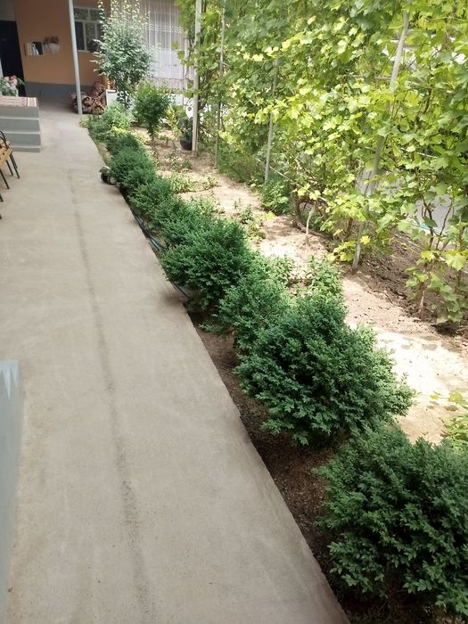 Shamshot ko'chat sotiladi 10 yildan oshgan