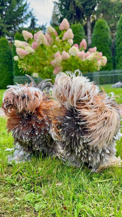 Тескари куен парт жужа тухумларига заказ оламиз