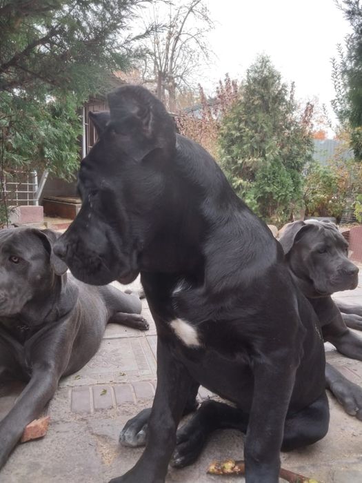 Продаются щенки «Кане Корсо», девочка