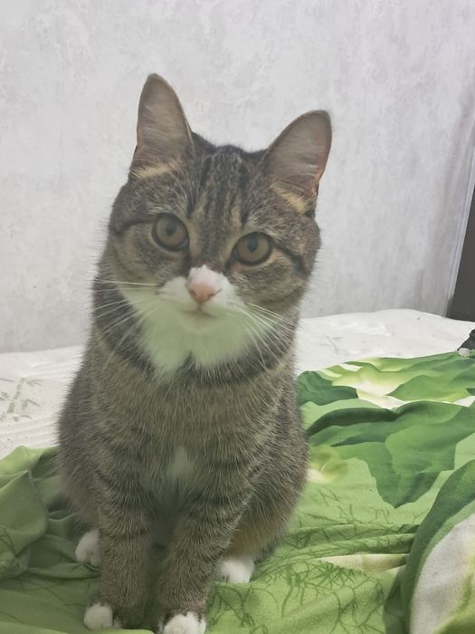 Отдам кошечку в добрые руки