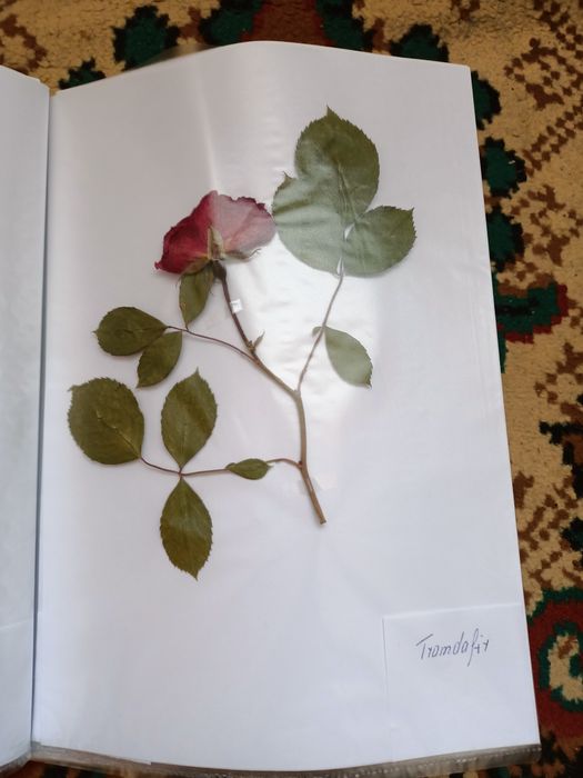 Vand ierbar / ierbare plante medicinale pentru studenti si elevi