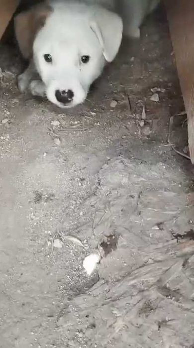Щенкам нужен дом. Срочно!