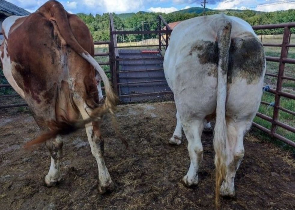 Vaci pentru abator prețul in funcție de calitatea animalului!!