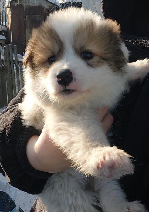 Пристраиваются щенки