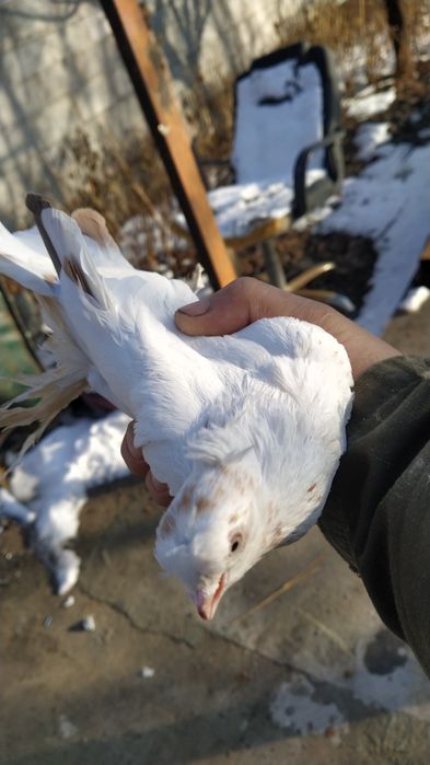 Жас Голубка молодая идет в пару