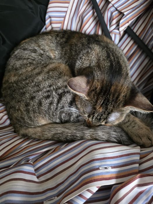 Donez o fetita in varta de 7 luni