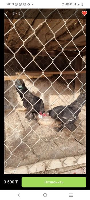 Куры продам или обменяю