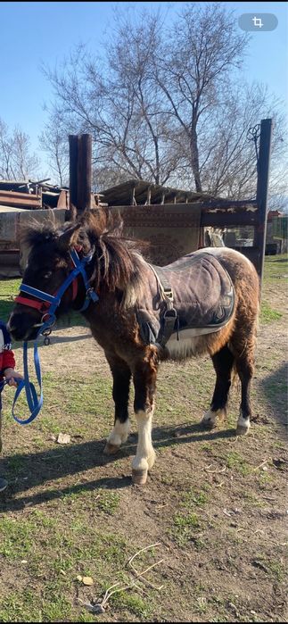Пони годовалая кабылка