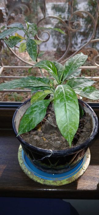 Мушкамбар гул кучатлари. 2 ойлик гуллар.