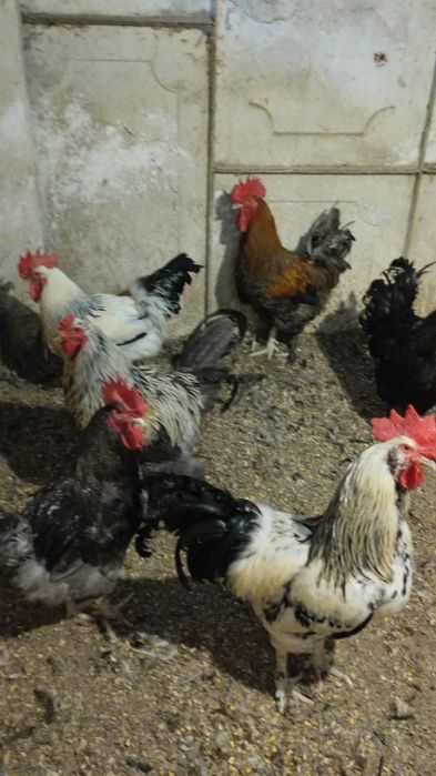 Ouă pentru incubație